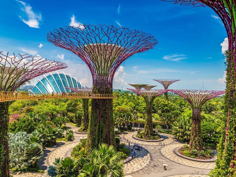 The Supertree Grove at Gardens by the Bay by day, with the elevated walkway strung between two trees