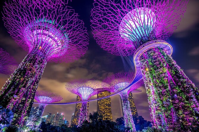 The Supertree Grove at Gardens by the Bay lit violet and magenta after dark